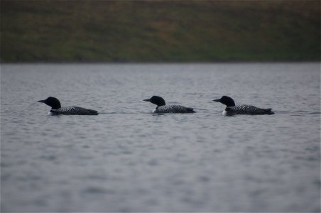 Common Loon photo