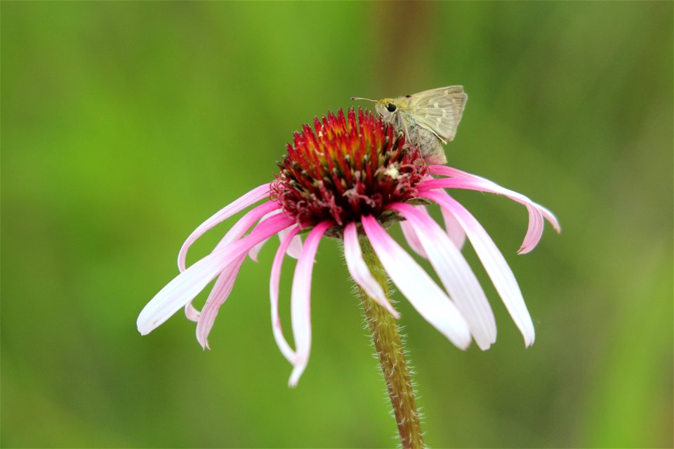 Dakota Skipper Butterfly on Purple Coneflower photo