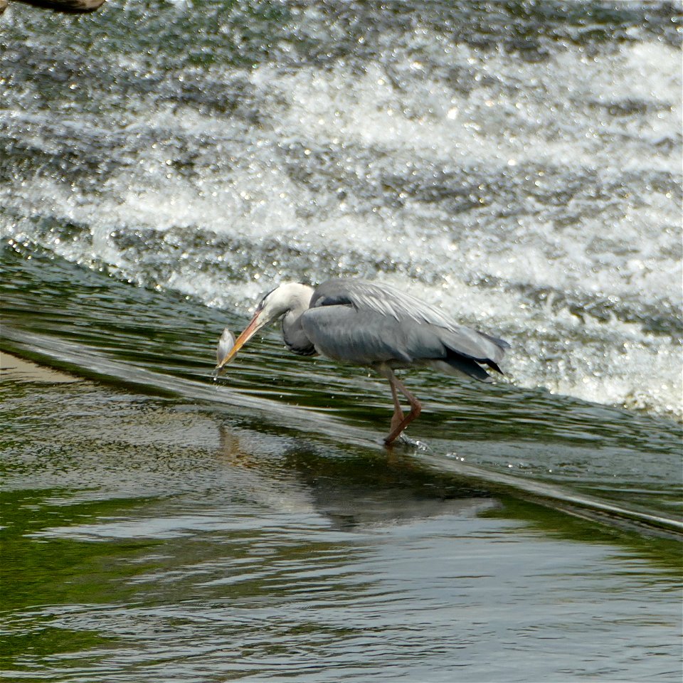 Adult with Fish b
