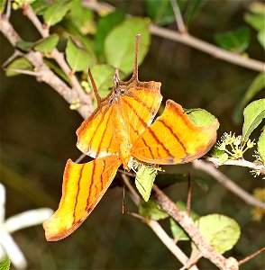 DAGGERWING, RUDDY (Marpessia petreus) (12-07-2022) nat butterfly center, hidalgo co, tx -03