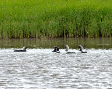 Pacific Loons