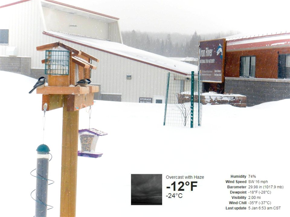 Cold Weather Chickadees