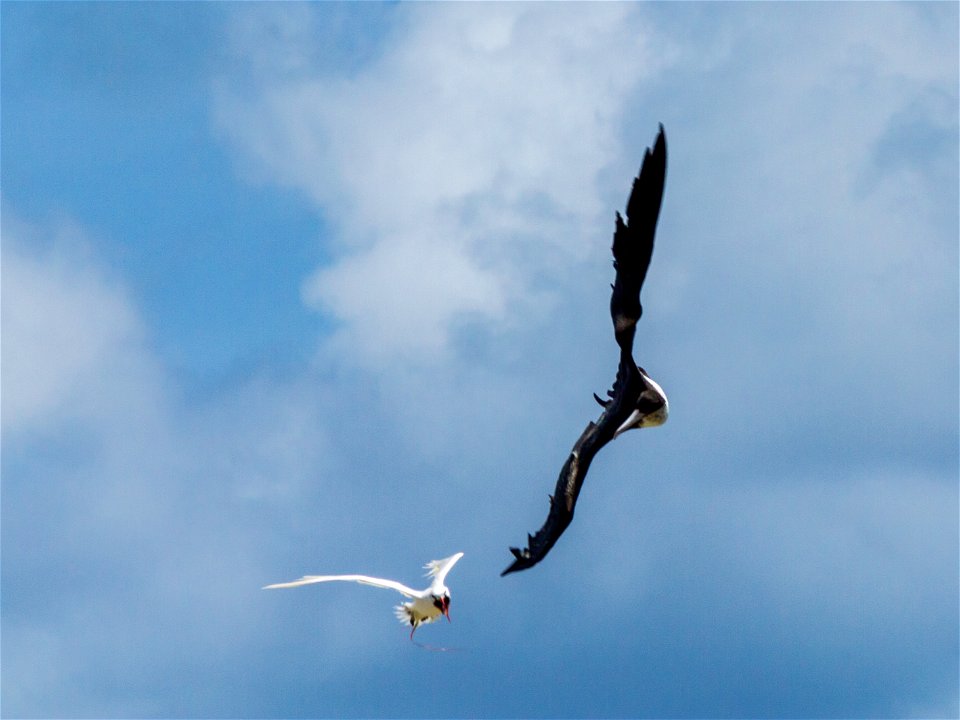 A great frigatebird (Fregata minor) attacks a red-tailed tropicbird (Phaethon rubricauda) mid-flight in an attempt to steal its food photo