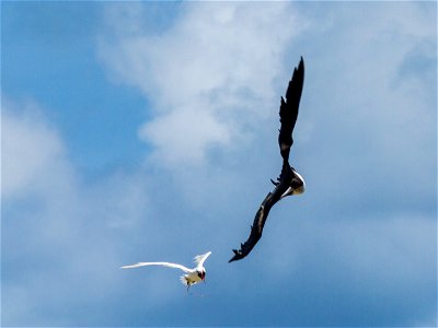 A great frigatebird (Fregata minor) attacks a red-tailed tropicbird (Phaethon rubricauda) mid-flight in an attempt to steal its food