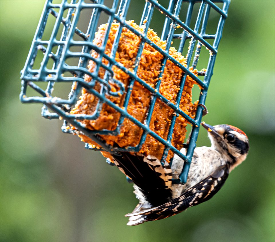 Day 151 - Hungry Downy Woodpecker