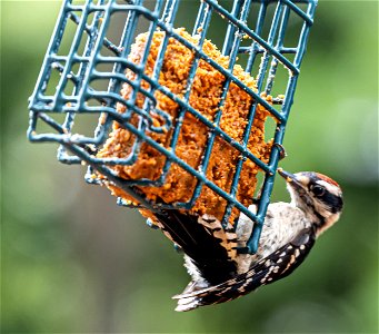 Day 151 - Hungry Downy Woodpecker photo