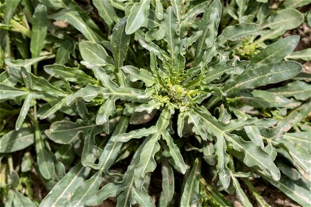 Reseda lutea