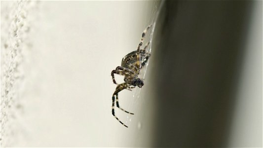 Araneus diadematus (Gartenkreuzspinne) - Weibchen bei der Mahlzeit