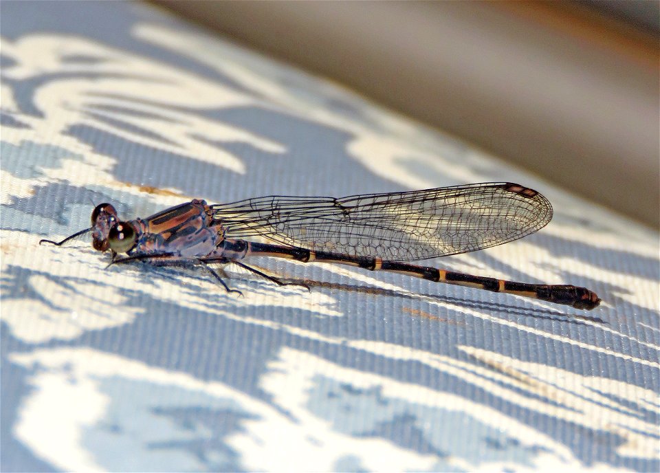DANCER, SOOTY (Argia lugens) (7-12-2021) brown female, yard, crescent city, del norte co, ca-03
