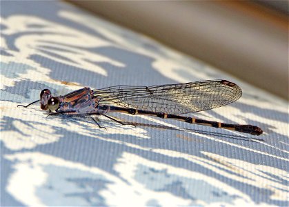 DANCER, SOOTY (Argia lugens) (7-12-2021) brown female, yard, crescent city, del norte co, ca-03