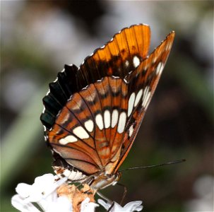 ADMIRAL, LORQUIN'S (Limenitis lorquini) (06-09-2022) lower eight dollar mountain road, josephine co, or -04