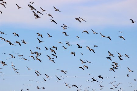 Snow Geese Clouds Lake Andes Wetland Management District South Dakota photo