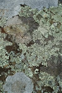 Lichen on Rock photo