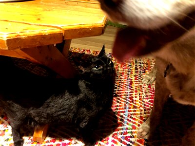 Maggie Seeks Felix