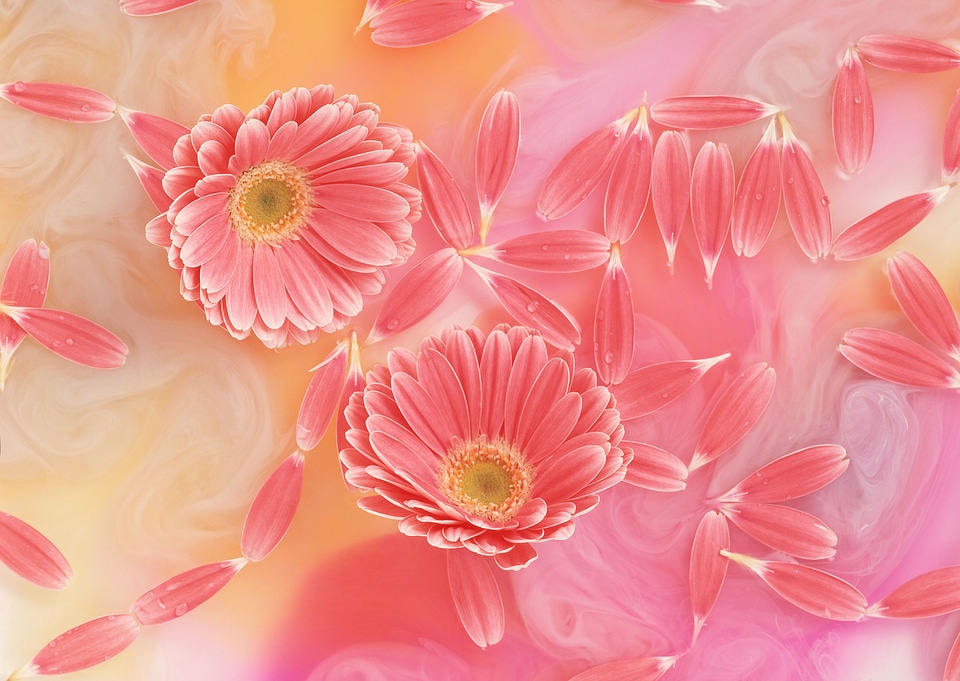 Daisy flowers on pink background