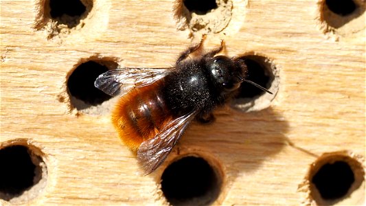 Osmia cornuta (Gehörnte Mauerbiene) - Weibchen