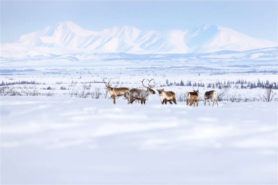 Caribou along a winter trail on Selawik National Wildlife Refuge