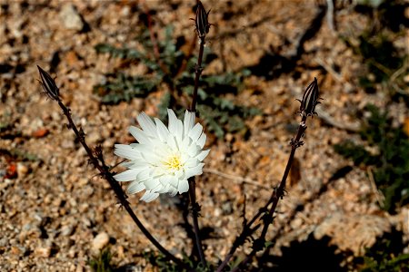 Desert Chicory photo