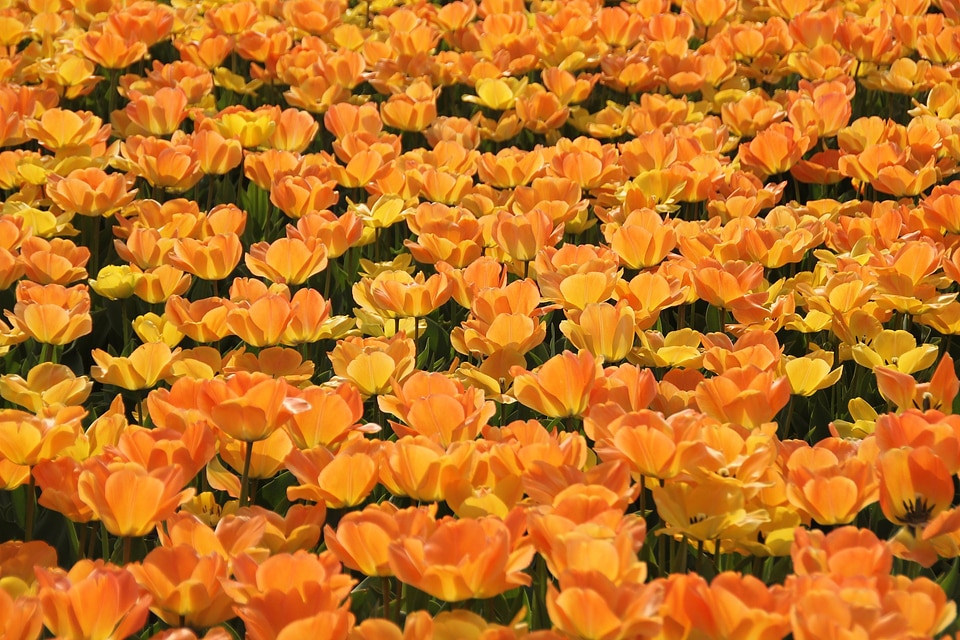 Red Orange Yellow Tulips flower shot photo