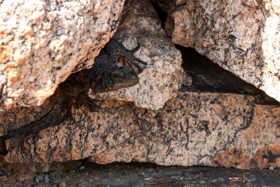 Common Chuckwalla (Sauromalus ater)