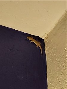 deck gecko photo