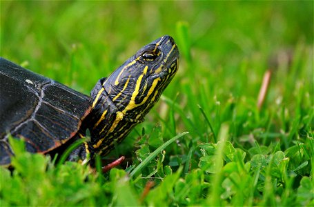 Painted Turtle