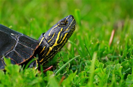 Painted Turtle photo