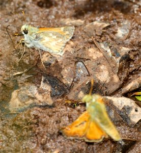SKIPPER, LINDSEY'S (Hesperia  lindseyi) (06-15-2022)  rattlesnake spring, copco road, jackson co, or -04