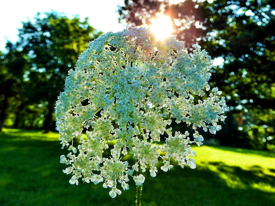 Queen Anne's Lace in Missouri
