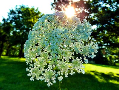 Queen Anne's Lace in Missouri photo