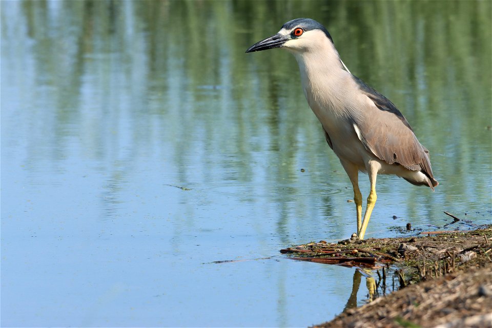 Black-crowned Night Heron Huron Wetland Management District South Dakota