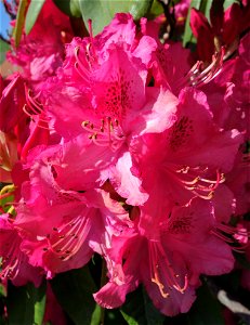 DSC05053