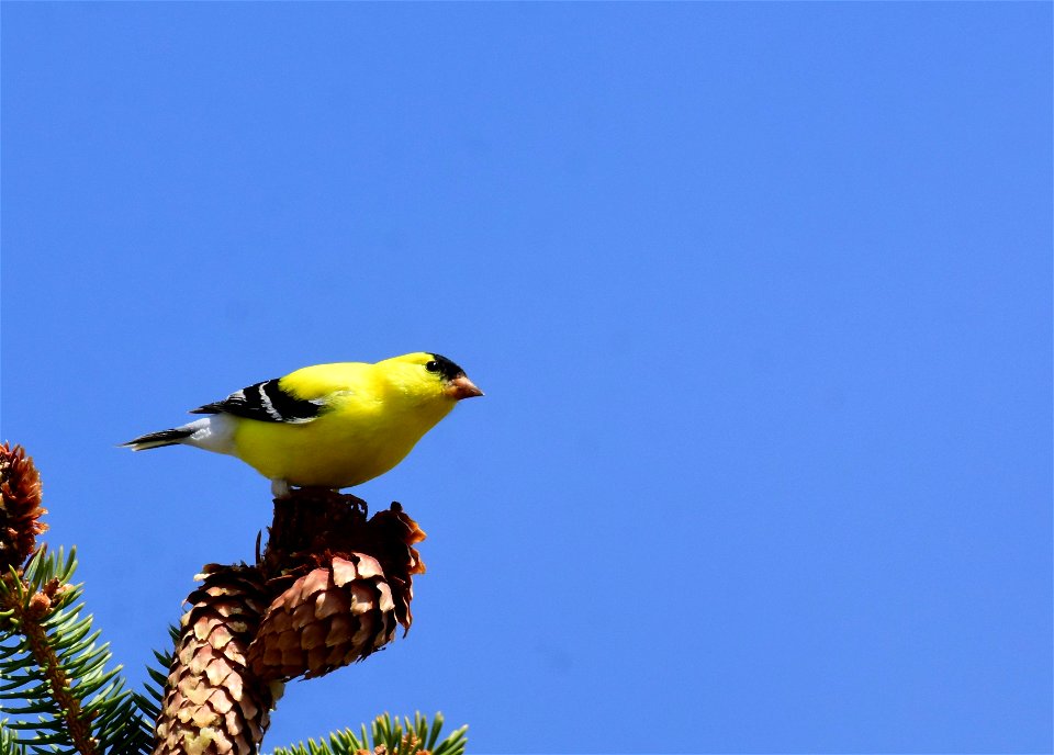 American goldfinch at Seedskadee National Wildlife Refuge