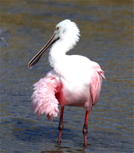 201 - ROSEATE SPOONBILL (12-13-2022) birding center, south padre island, cameron co, tx -02