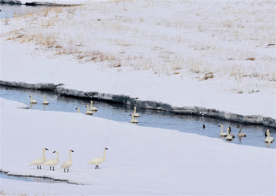 Trumpeter swans at Seedskadee National Wildlife Refuge