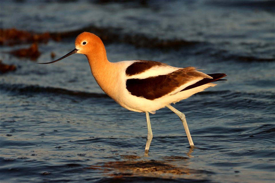 American Avocet Huron Wetland Management District, South Dakota