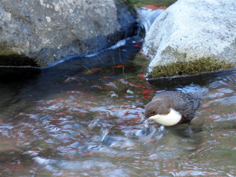 Wasseramsel - whitevthroated dipper - cinclus cinclus