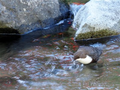 Wasseramsel - whitevthroated dipper - cinclus cinclus