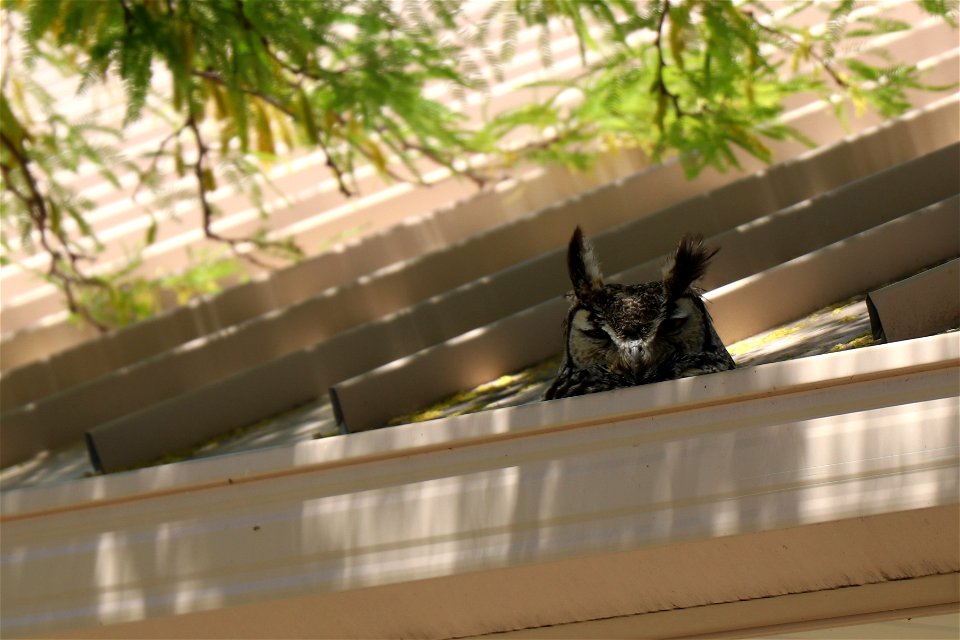 Great Horned Owl at Weaver Mountain Fire and Aviation Facility