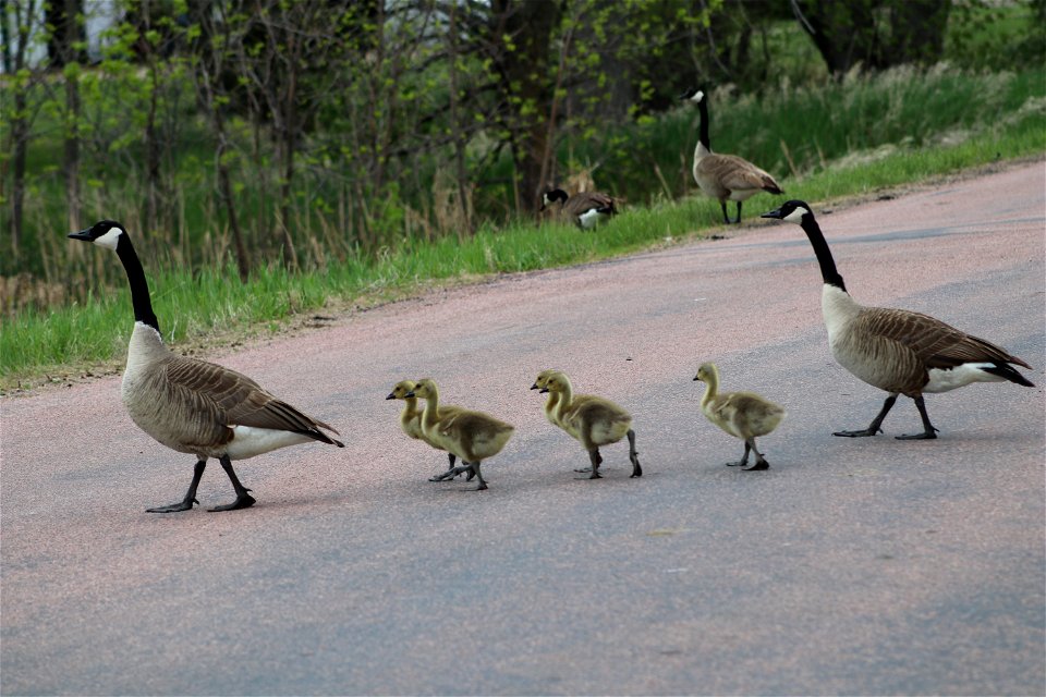 Canada Geese Goslings Lake Andes Wetland Management District South Dakota