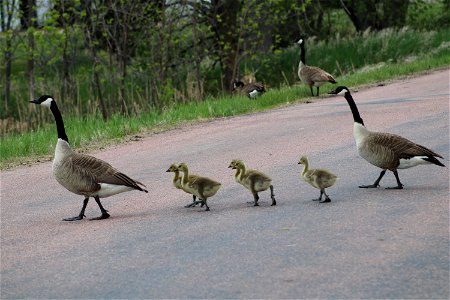 Canada Geese Goslings Lake Andes Wetland Management District South Dakota photo