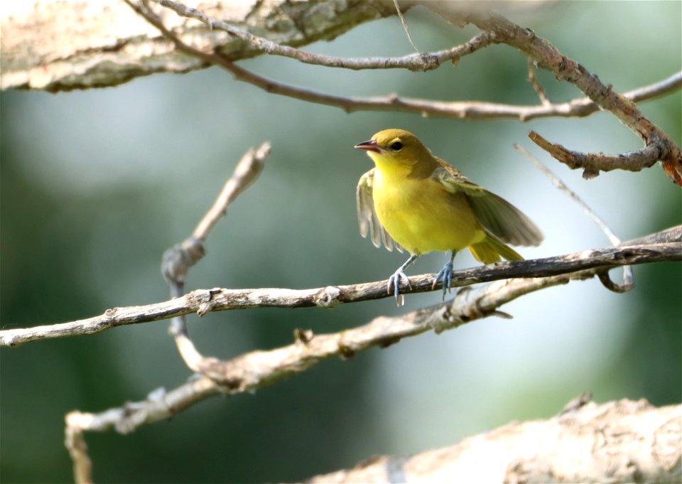 Immature Orchard Oriole Huron Wetland Management District