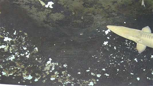 Pallid Sturgeon Broodstock