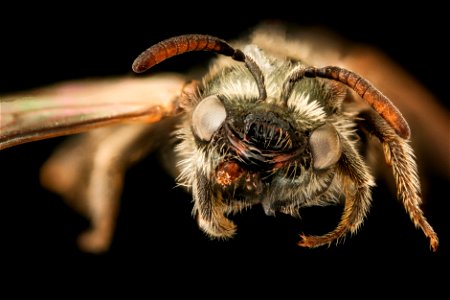 Lasioglossum morio, f, face, V. Lefeber, Netherlands_2022-03-31-16.52 photo