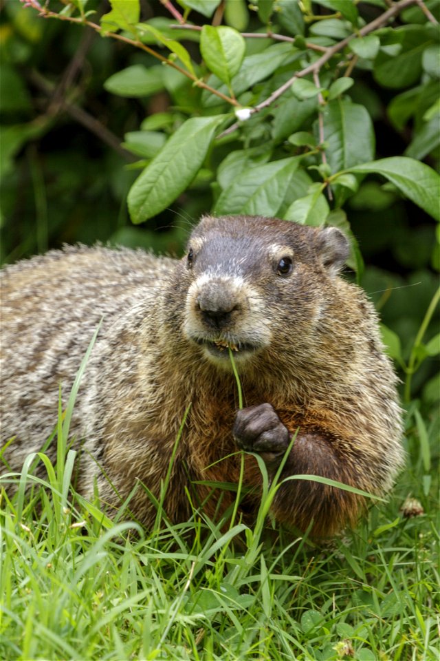 Groundhog in Clover