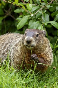 Groundhog in Clover photo