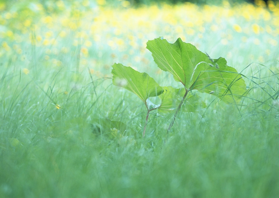 The natural reserve Lotus green