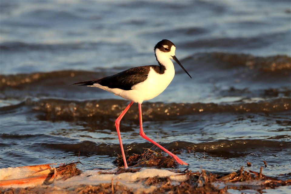 Black-Necked Stilt Huron Wetland Management District South Dakota
