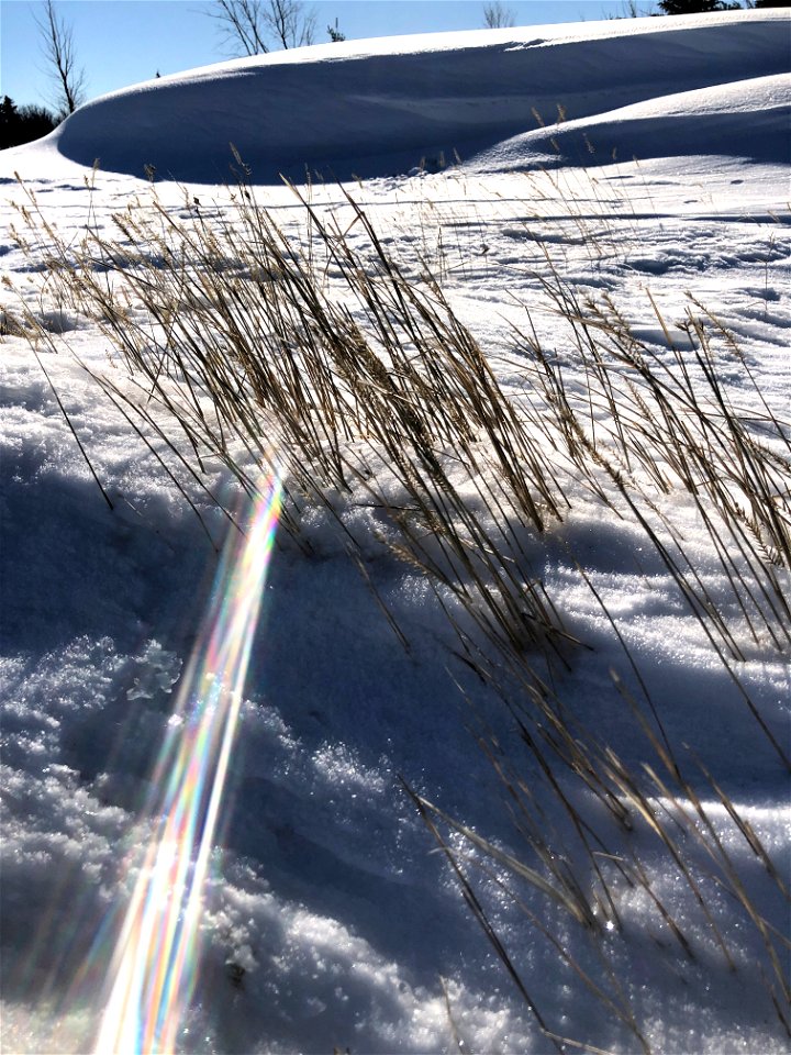Prairie Grass and Snow Drift
