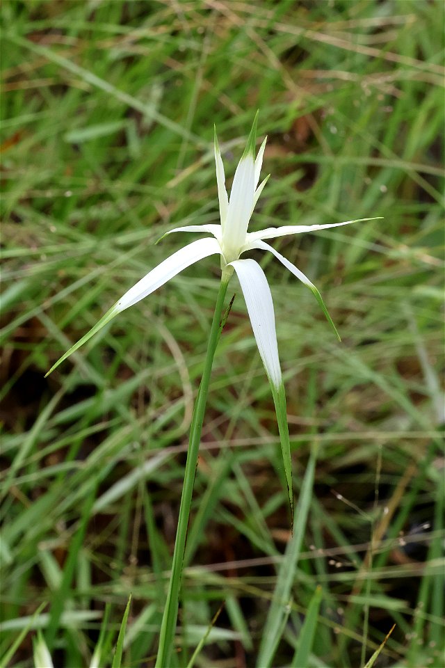 NC 25 - STARRUSH WHITETOP (Rhynchospora colorata ) (05-20-2023) green swamp ecological area, brunswick co, nc -01